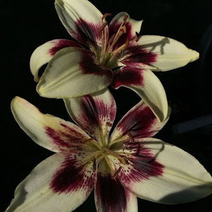 Meet your Posher, Julia